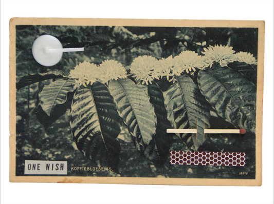 Image of the wish card, Koffiebloesems